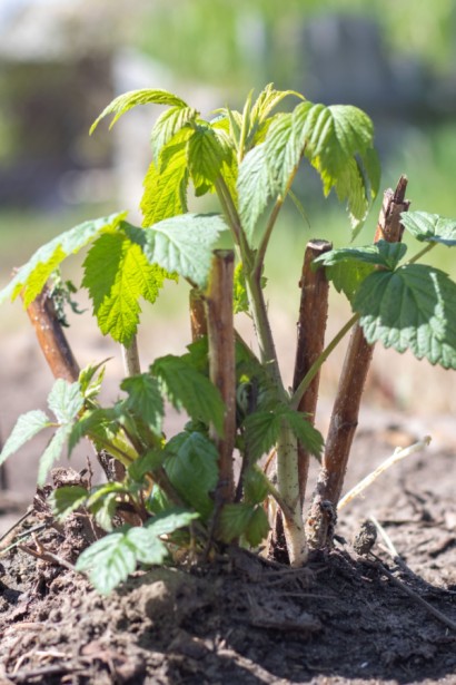 Молоді пагони малини Геракл 
